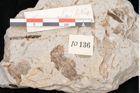 Foto (Objekt + Etikett) von Fagus ulmifolia Ettingshausen (NHMW-GEO-2024-0188-10136)